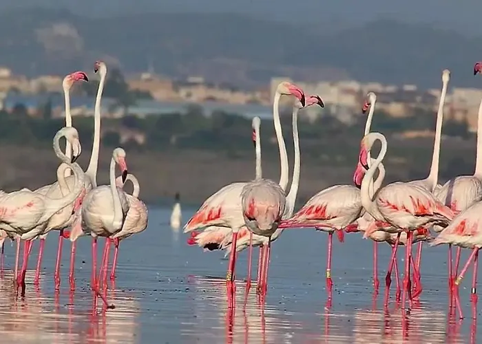 Cozy 2 Bed Playa De Locos Daire Torrevieja